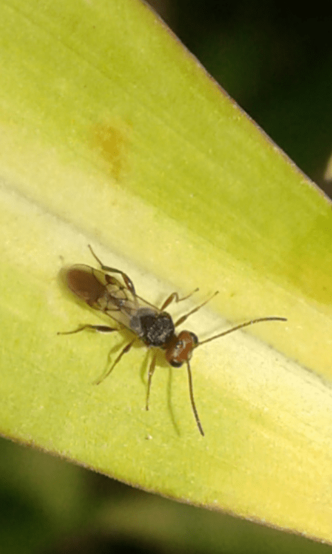 Imenottero che parassita cimice:  Aridelus rufotestaceus (Braconidae)